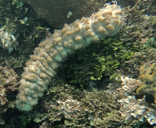 Graeffe's Sea Cucumber
