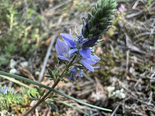 Narrow-Leaved Speedwell