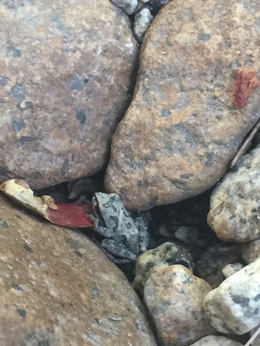 iNaturalist observation photo of Pacific chorus frog