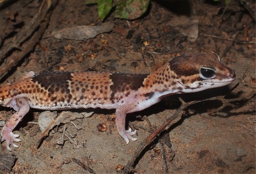 West African Fat-tailed Gecko