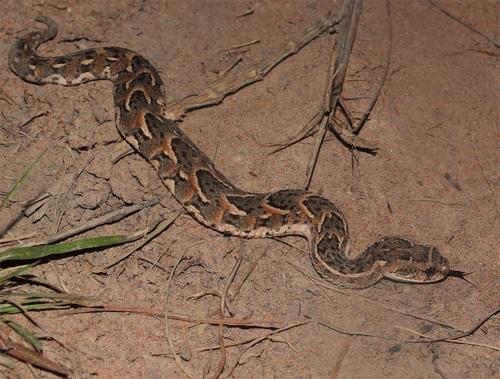Puff Adder