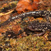 Salamandra Limosa Suroriental - Photo (c) mattbuckingham, todos los derechos reservados, subido por mattbuckingham