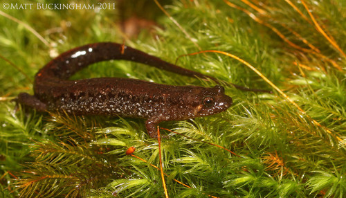 Apalachicola Dusky Salamander