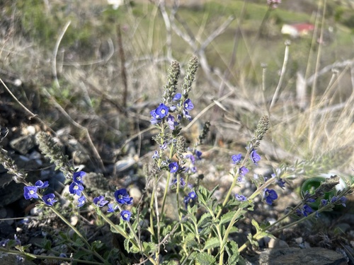 Veronica pectinata