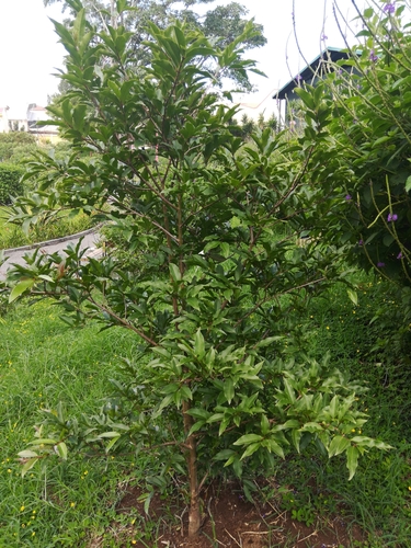 Psidium friedrichsthalianum - Leaves