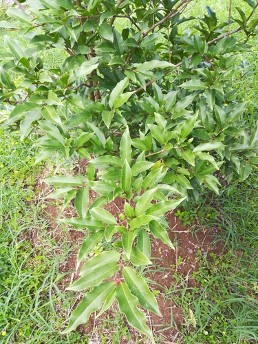 Psidium friedrichsthalianum - Whole tree