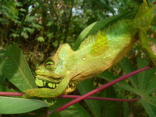 Trioceros quadricornis eisentrauti
