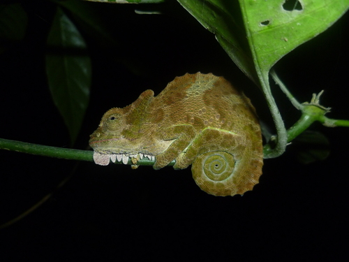 Trioceros quadricornis eisentrauti