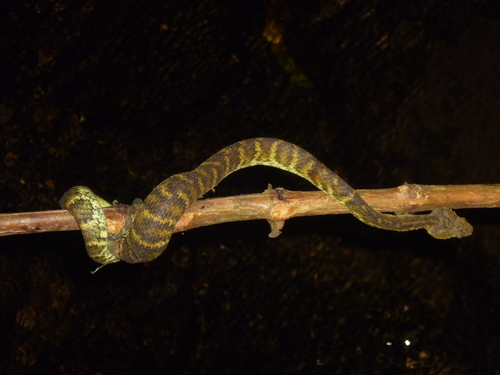 African Bush Viper