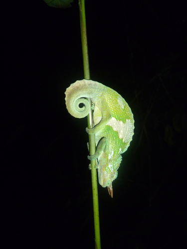 Cameroon Sailfin Chameleon