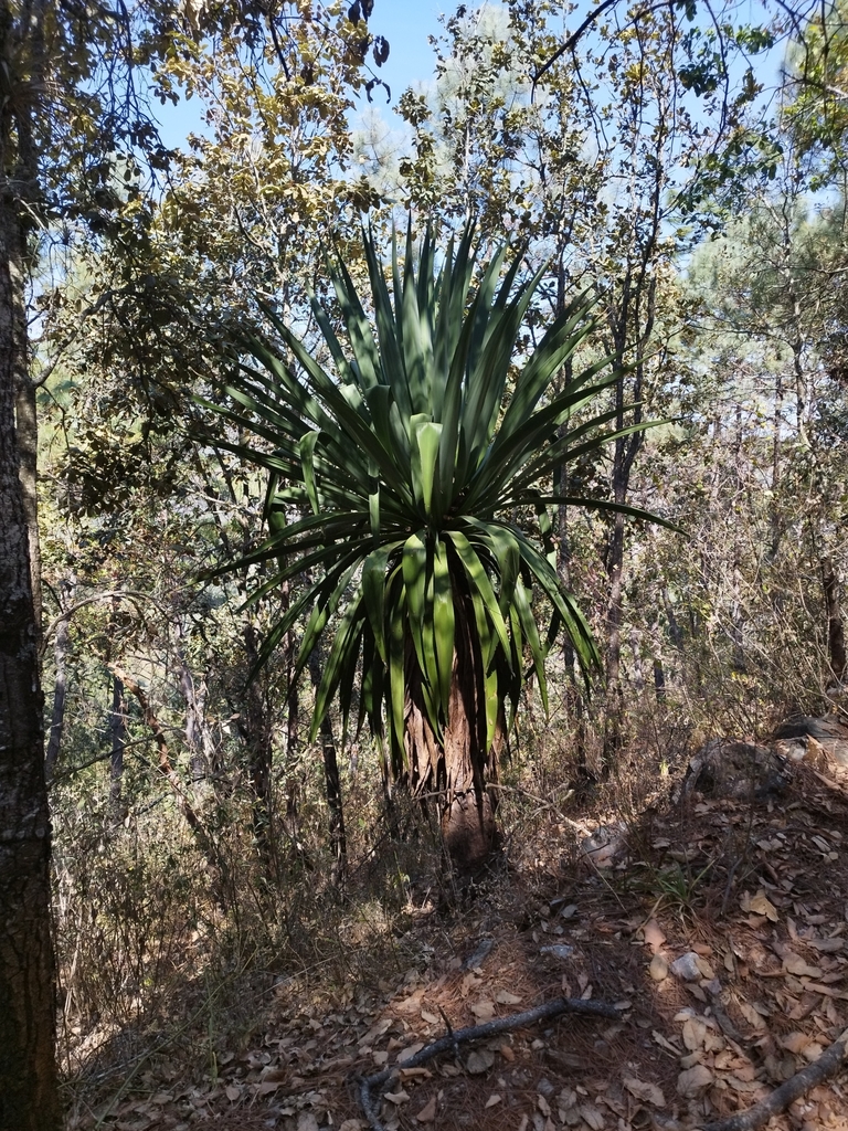 Furcraea martinezii