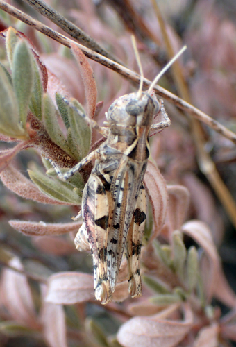 Eupnigodes sierranus