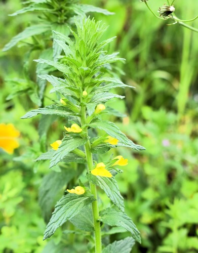 Yellow Glandweed