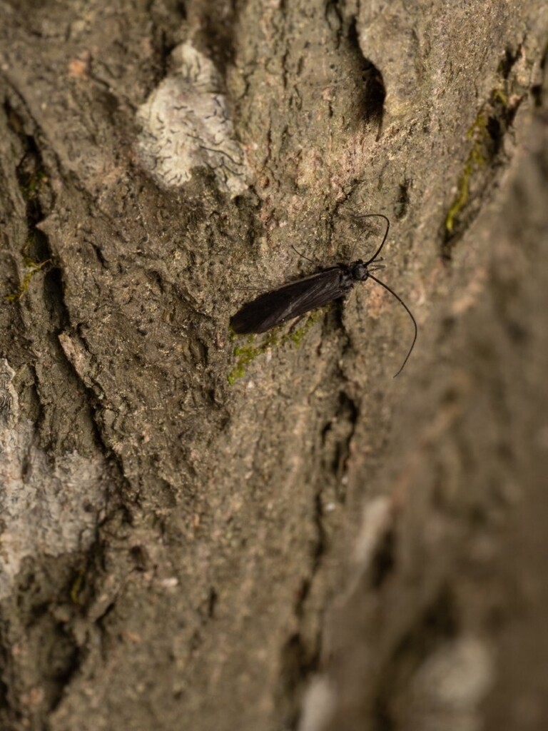 Caddisflies from Wolf Trap, VA, USA on April 20, 2025 at 11:45 AM by ...