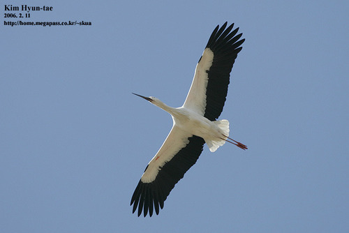 Oriental Stork