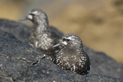 Black Turnstone