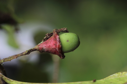 Licaria applanata