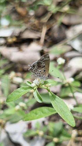 Gray-spotted Scrub-Hairstreak
