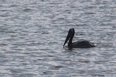 California Brown Pelican