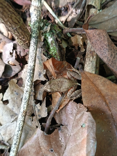 Cuvier’s Foam Frog
