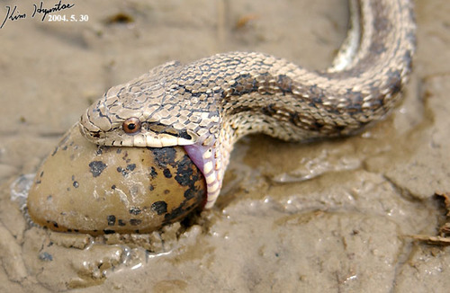 Steppe Ratsnake