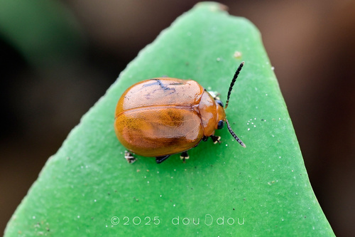 Glaucosphaera