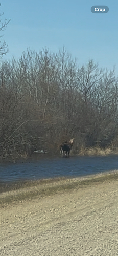 Moose