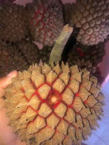 Duguetia spixiana