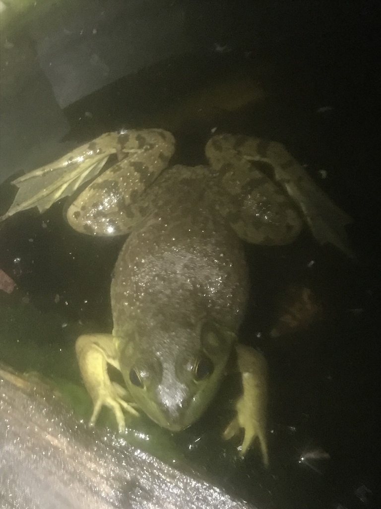 American Bullfrog from McCarter Branch, Berea, KY, US on April 20, 2025 ...