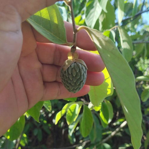 Annona macrocalyx