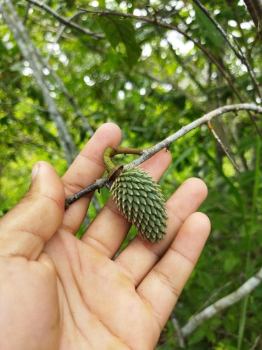 Annona hypoglauca