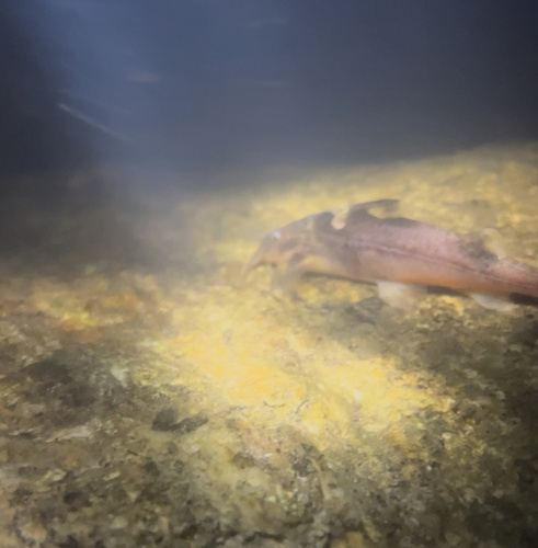 Glyptothorax dorsalis