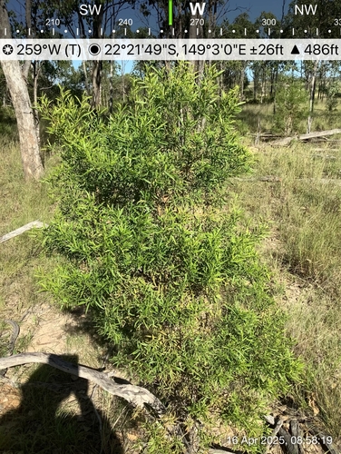 Bastard Sandalwood