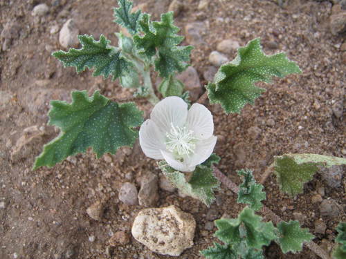 scurfymallow (Malvella lepidota)