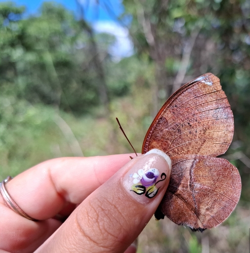Red-striped Leafwing
