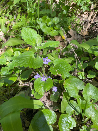 Glechoma hirsuta