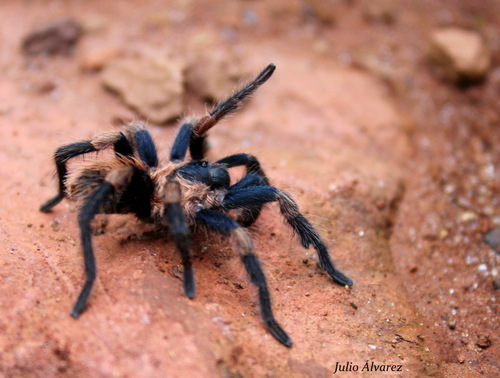 Mexican Dwarf Redleg Tarantula