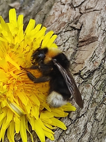 Bombylius boharti