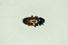 Image of Pselaphacus signatus