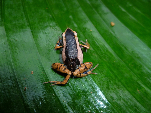 Black Long-fingered Frog