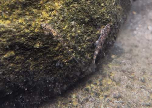 Psilorhynchus brachyrhynchus