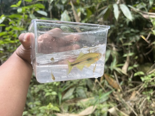 Devario fangae