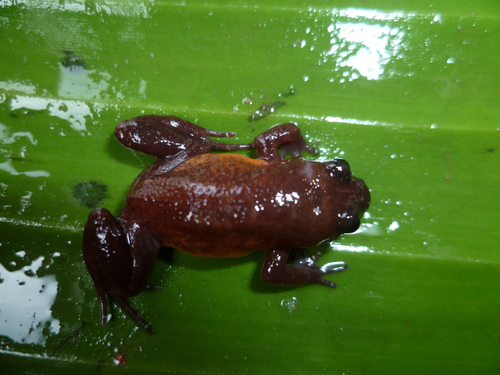 Perret's Egg Frog