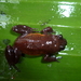 Egg Frogs - Photo (c) Walter Tapondjou, all rights reserved, uploaded by Walter Tapondjou