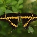 Mariposa Cometa Golondrina Gigante - Photo (c) Tripp Davenport, todos los derechos reservados