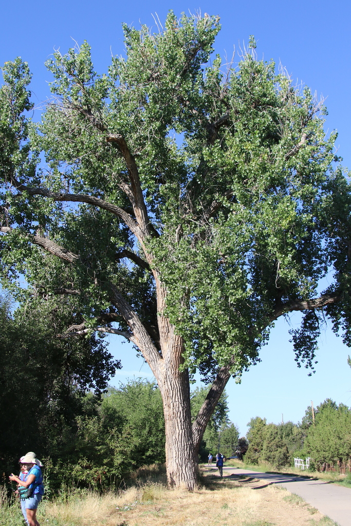 미류나무 from 12000 E 6th Ave, Aurora, CO 80010, USA on 2019년... (토) by ghart2856 · iNaturalist 미류나무 (Populus deltoides)