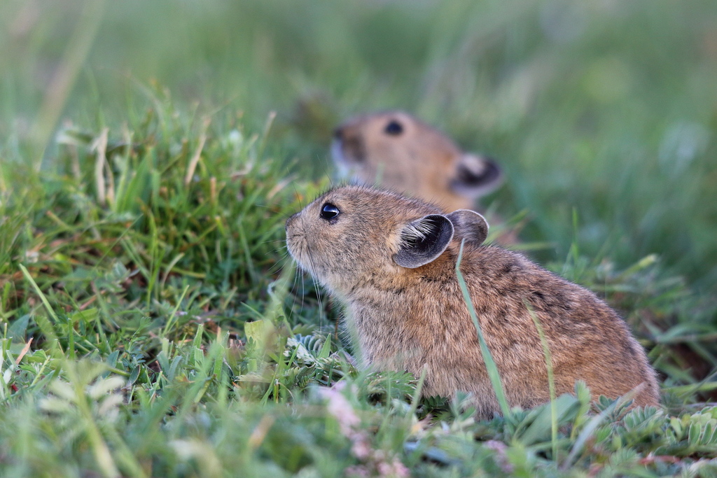 Black-lipped Pika from Gonghe, Hainan, Qinghai, China on July 13, 2012 ...