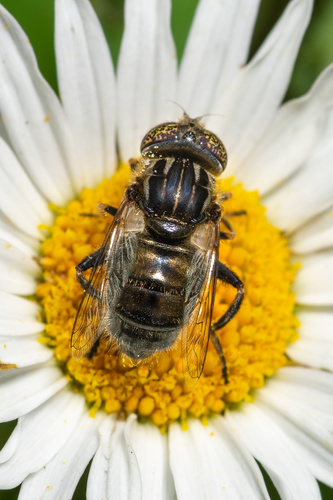 Small Spotty-eyed Drone Fly