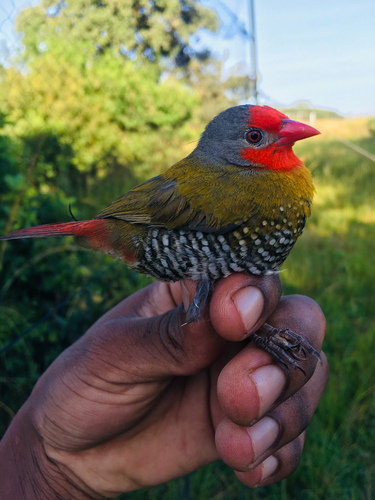 Green-winged Pytilia