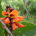 Erythrina breviflora - Photo 由 Luis A. Castillo Hdez 所上傳的 (c) Luis A. Castillo Hdez，保留所有權利